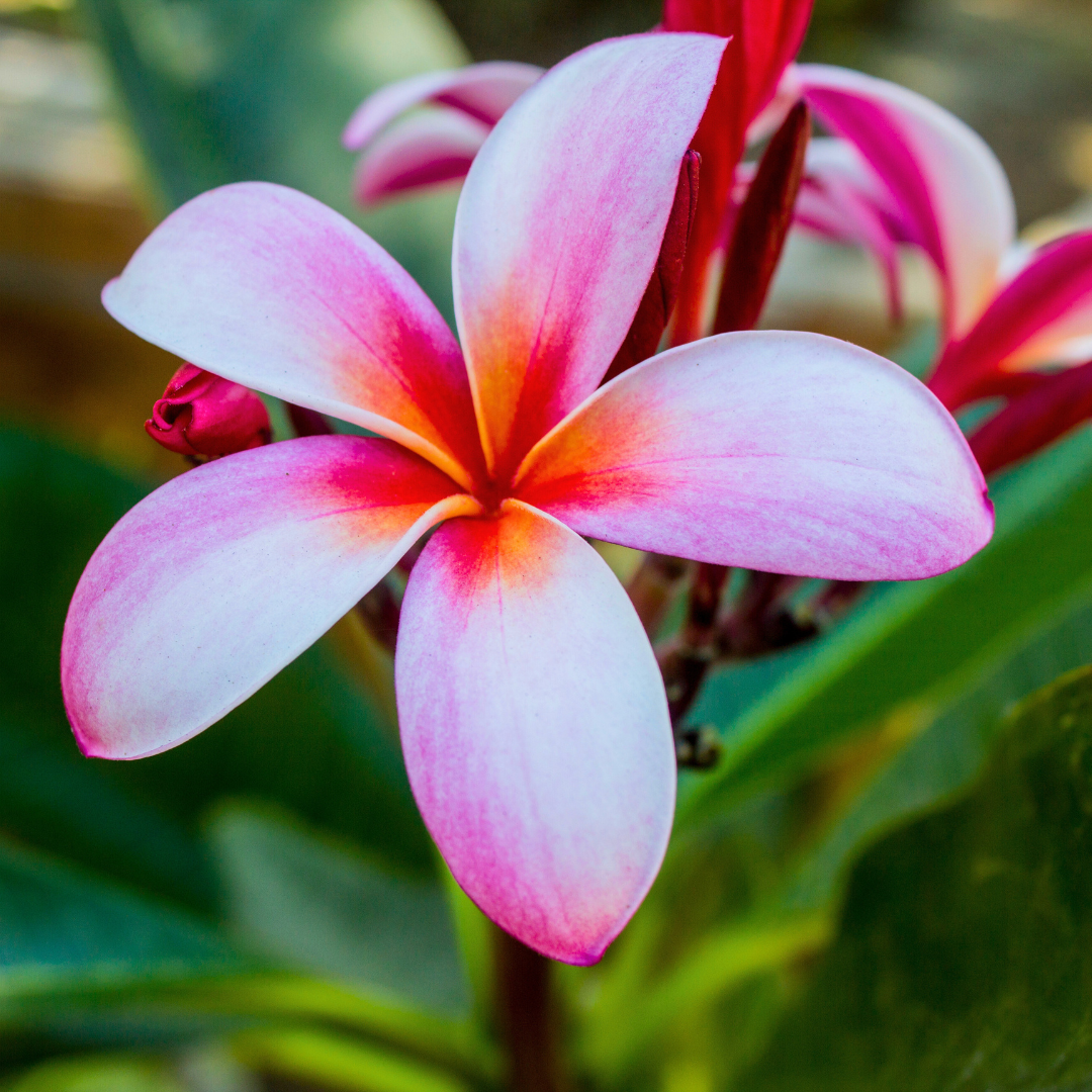 plumeria bloom close up.png